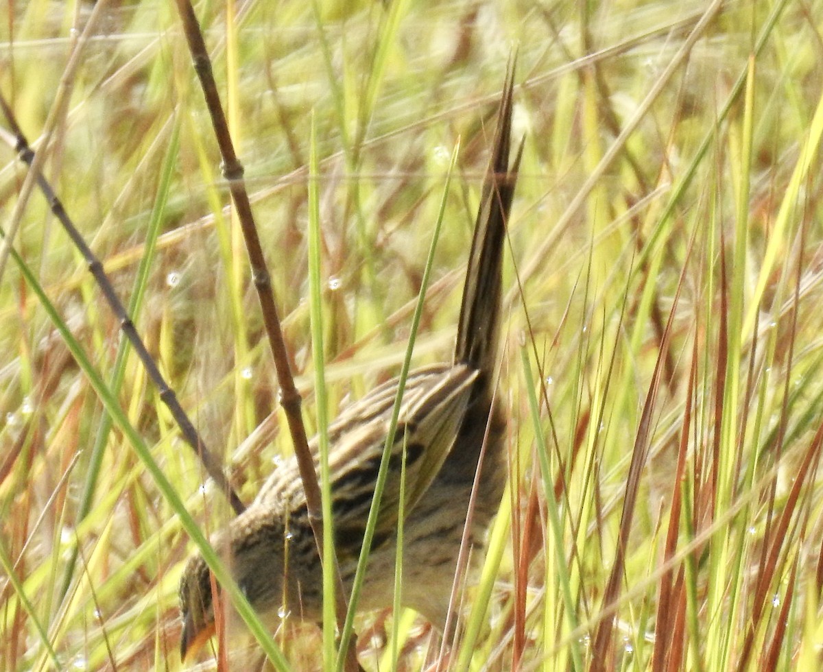 Wedge-tailed Grass-Finch - Tomohide Cho