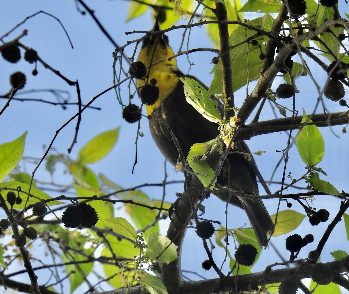 Yellow-headed Blackbird - Tomohide Cho