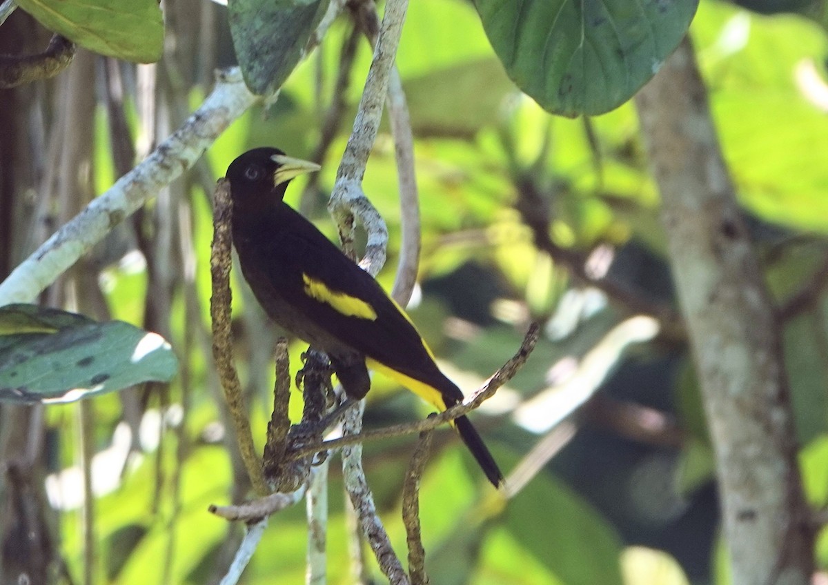 Yellow-rumped Cacique - Michele Reyes