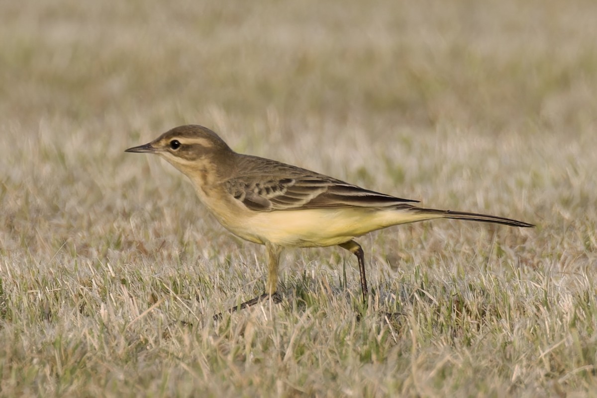 Western Yellow Wagtail - Ted Burkett