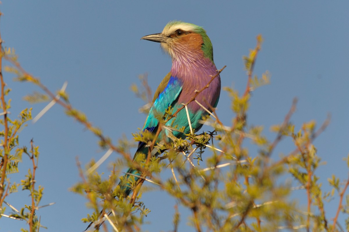 Lilac-breasted Roller - ML617821018
