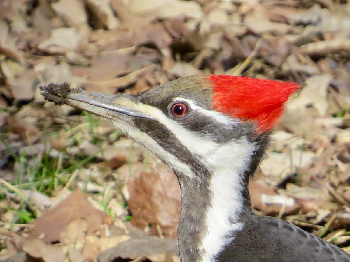 Pileated Woodpecker - Brenda Werntz