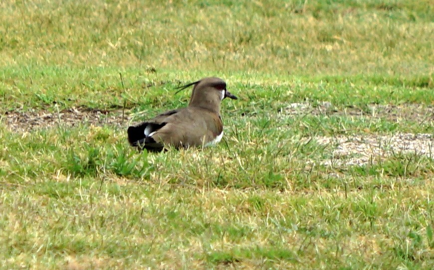 Southern Lapwing - Robert Dudley