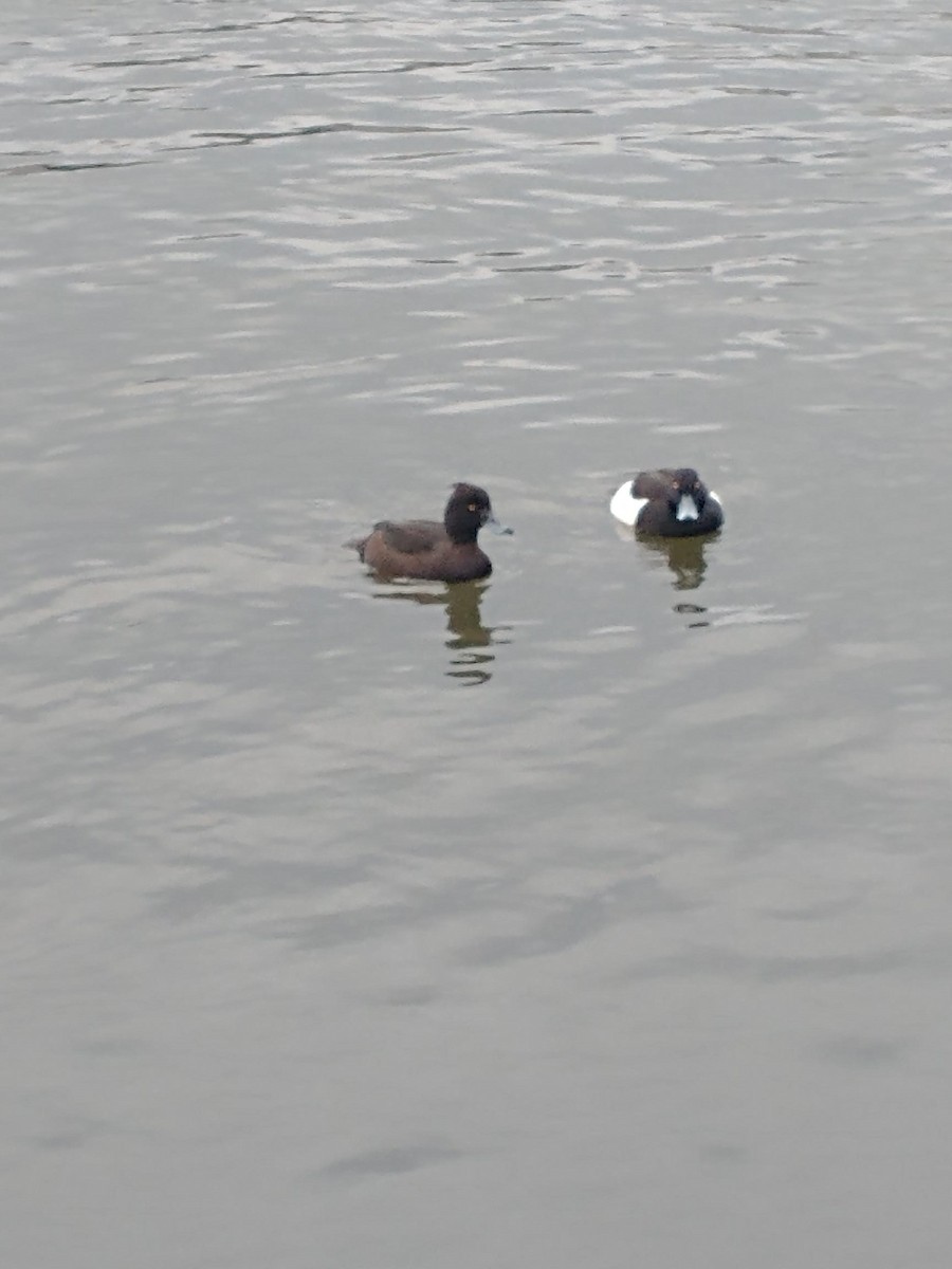Tufted Duck - ML617821068