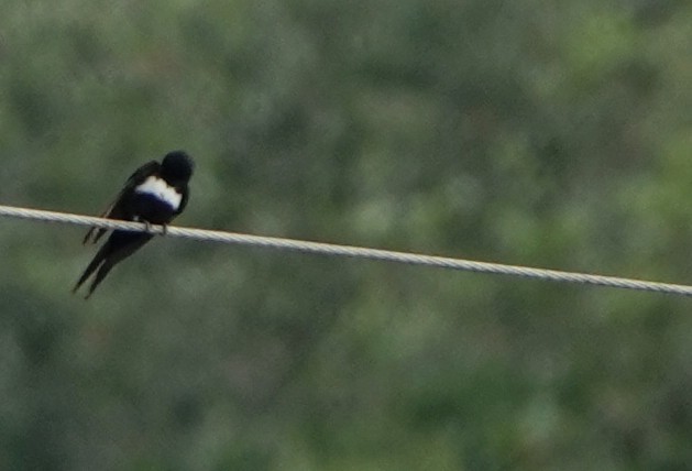 White-banded Swallow - ML617821092