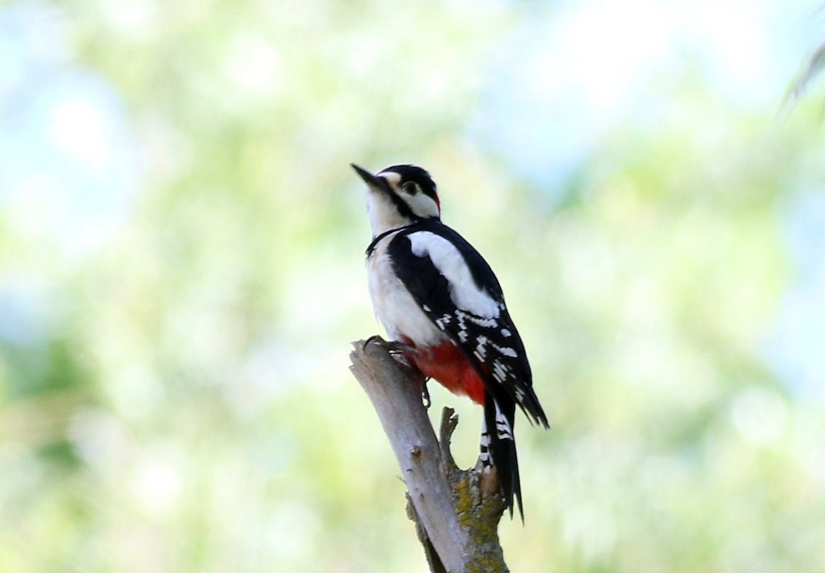 Great Spotted Woodpecker - ML617821238