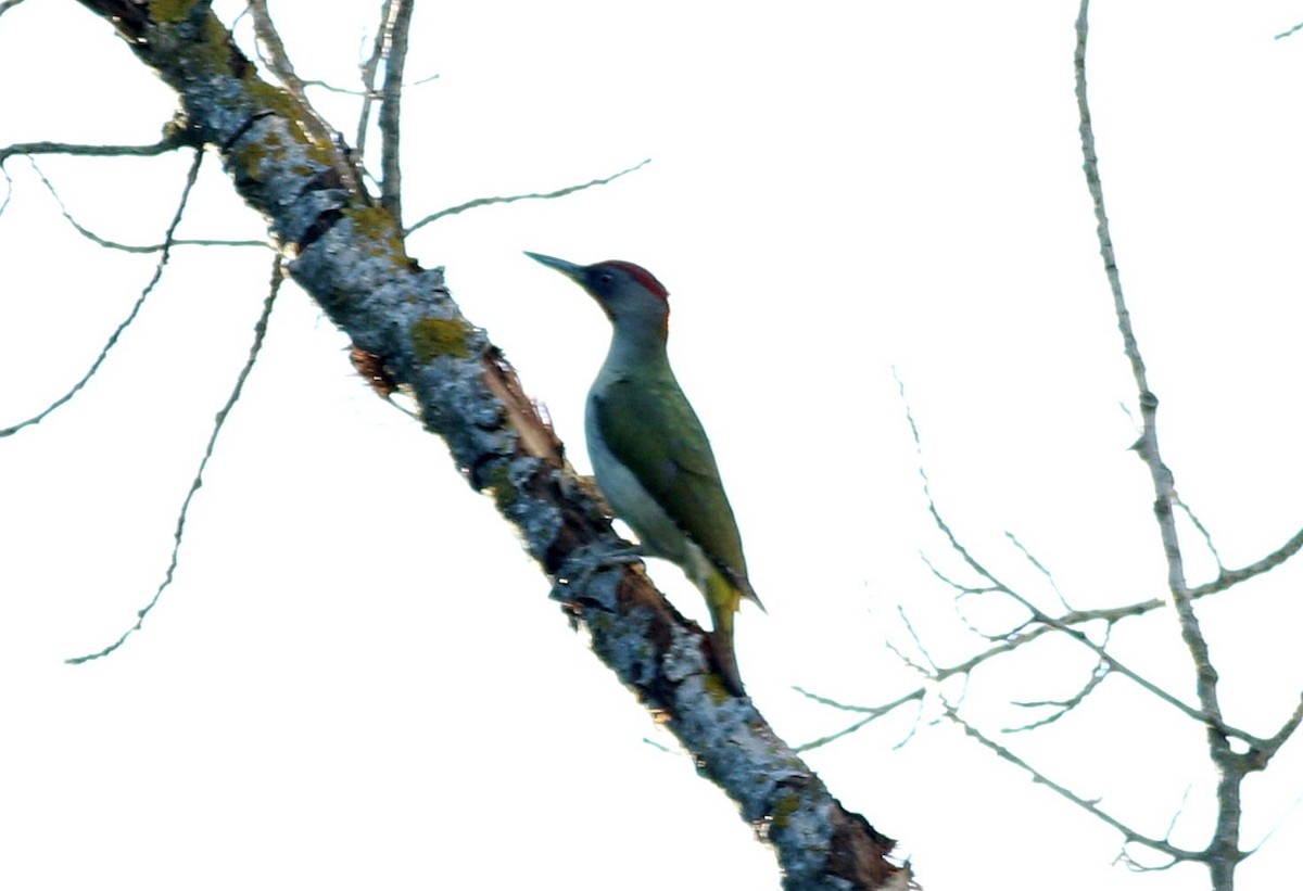 Iberian Green Woodpecker - ML617821244