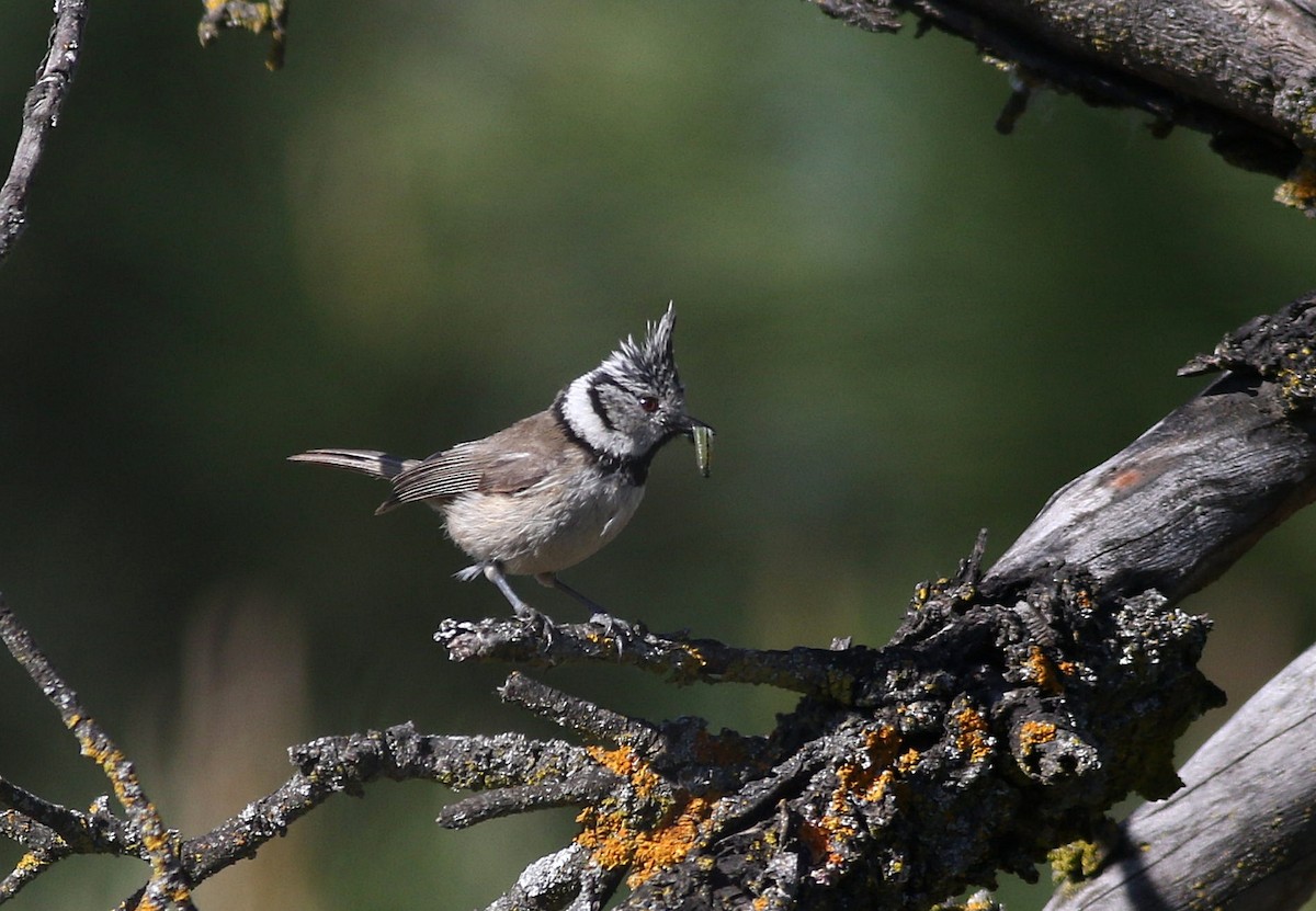 Crested Tit - ML617821262