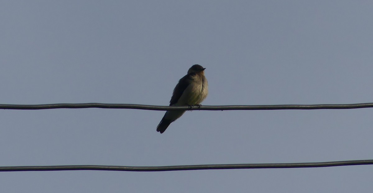 Brown-bellied Swallow - ML617821277