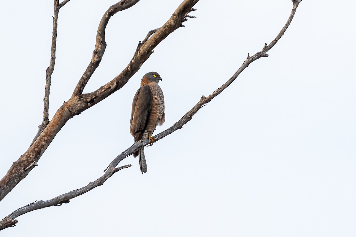 Collared Sparrowhawk - ML617821318
