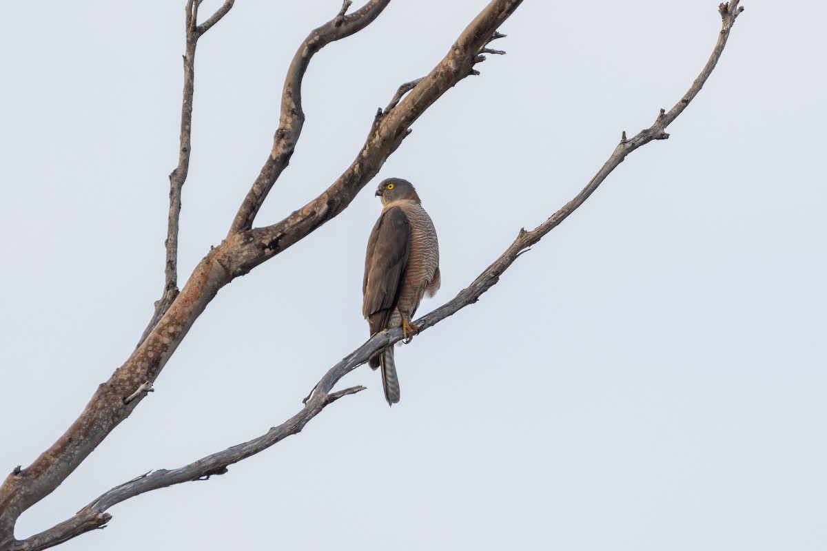 Collared Sparrowhawk - ML617821321