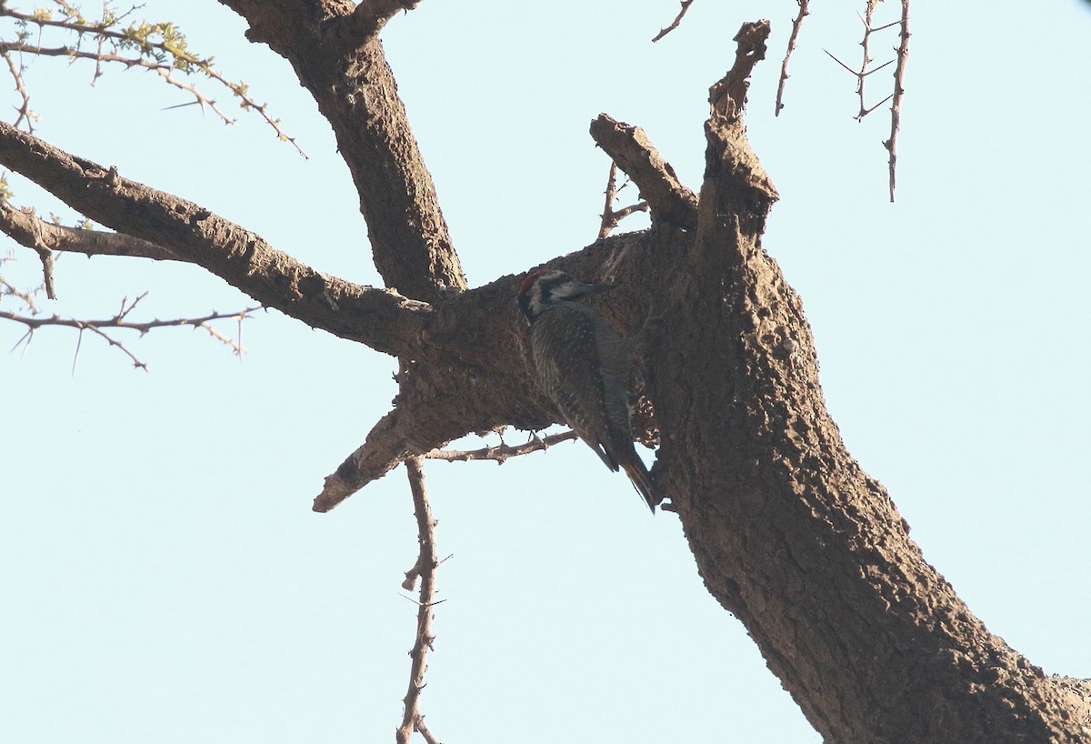 Bearded Woodpecker - ML617821332