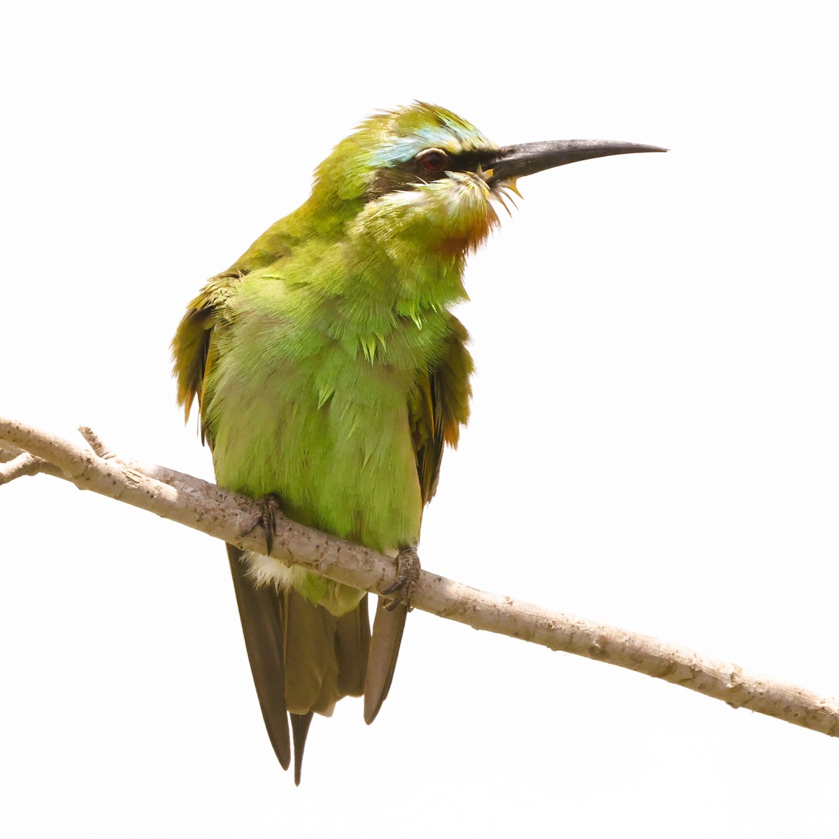 Blue-cheeked Bee-eater - ML617821394