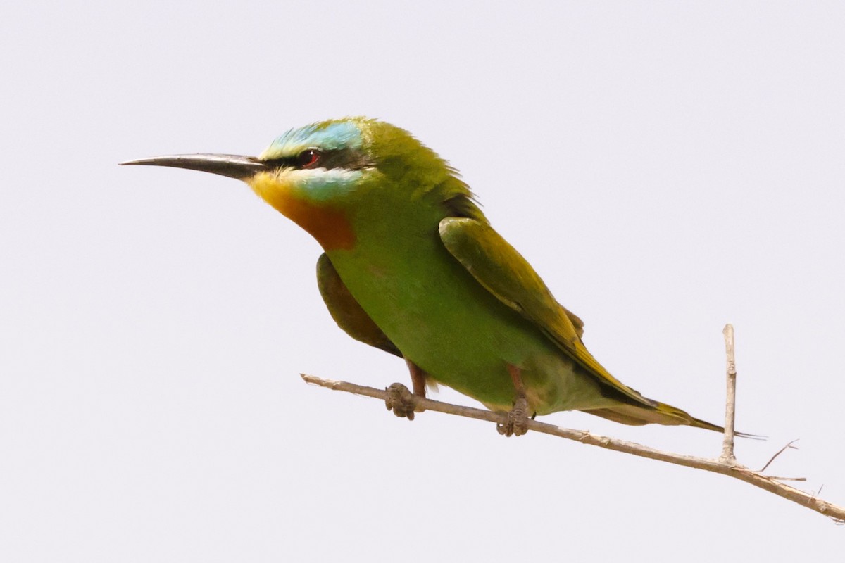 Blue-cheeked Bee-eater - ML617821395
