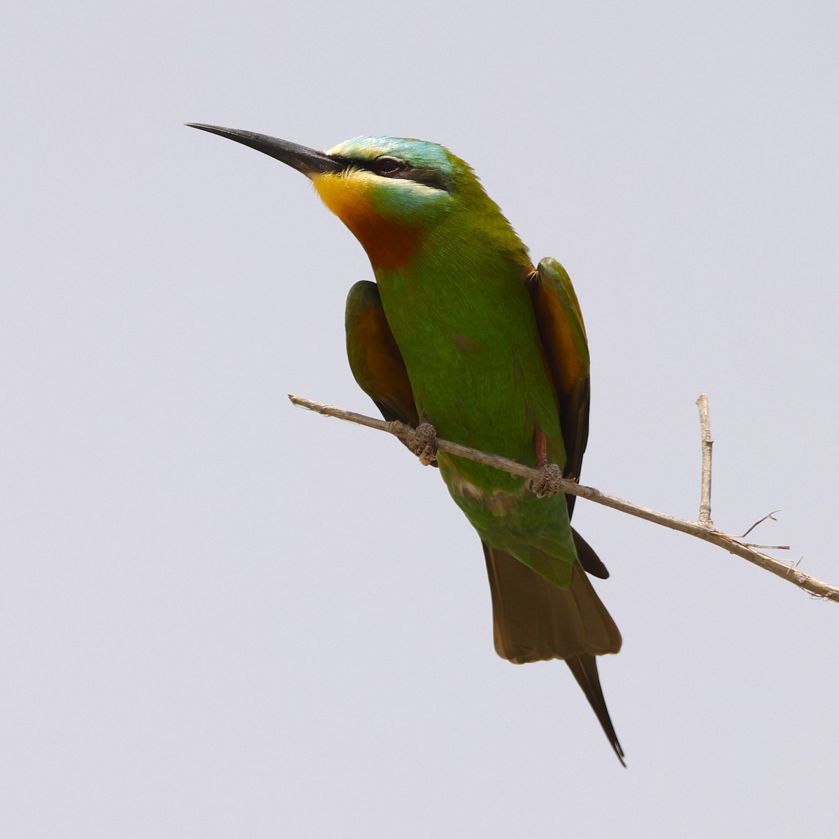 Blue-cheeked Bee-eater - ML617821396