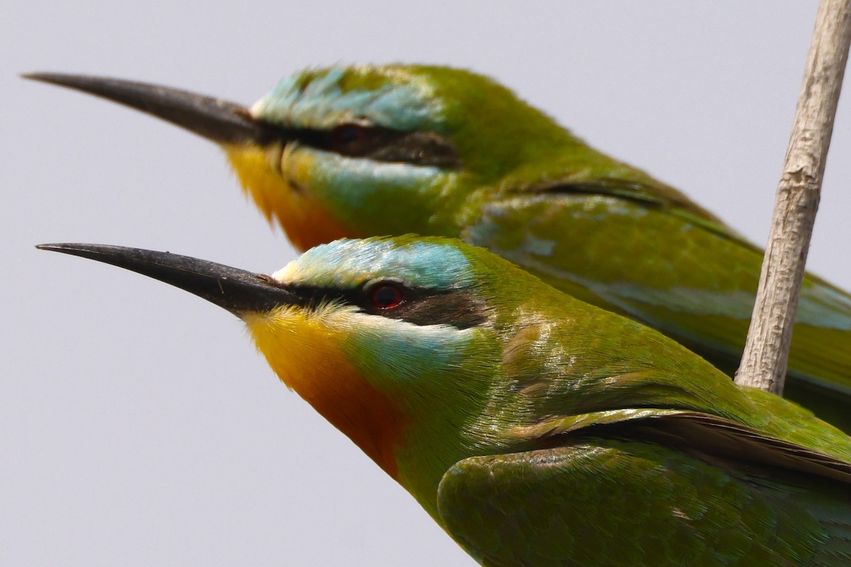 Blue-cheeked Bee-eater - ML617821397