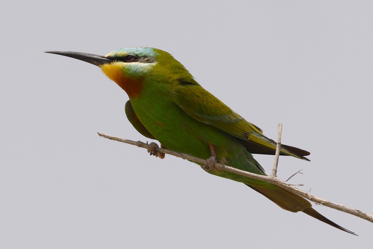 Blue-cheeked Bee-eater - John Mills