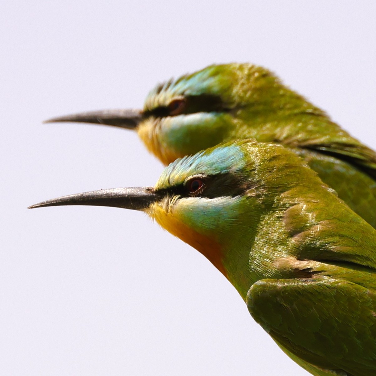Blue-cheeked Bee-eater - ML617821399