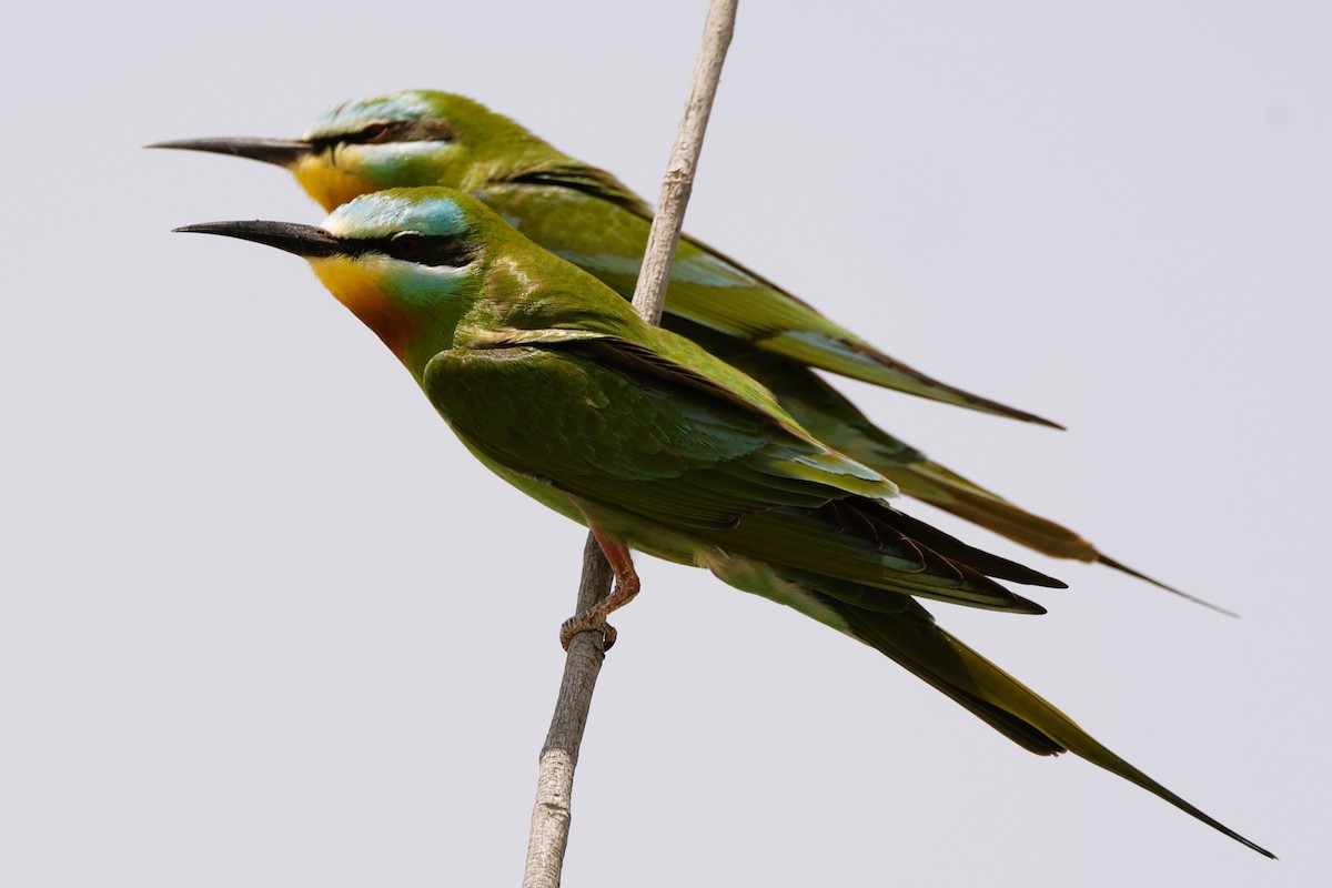 Blue-cheeked Bee-eater - ML617821400