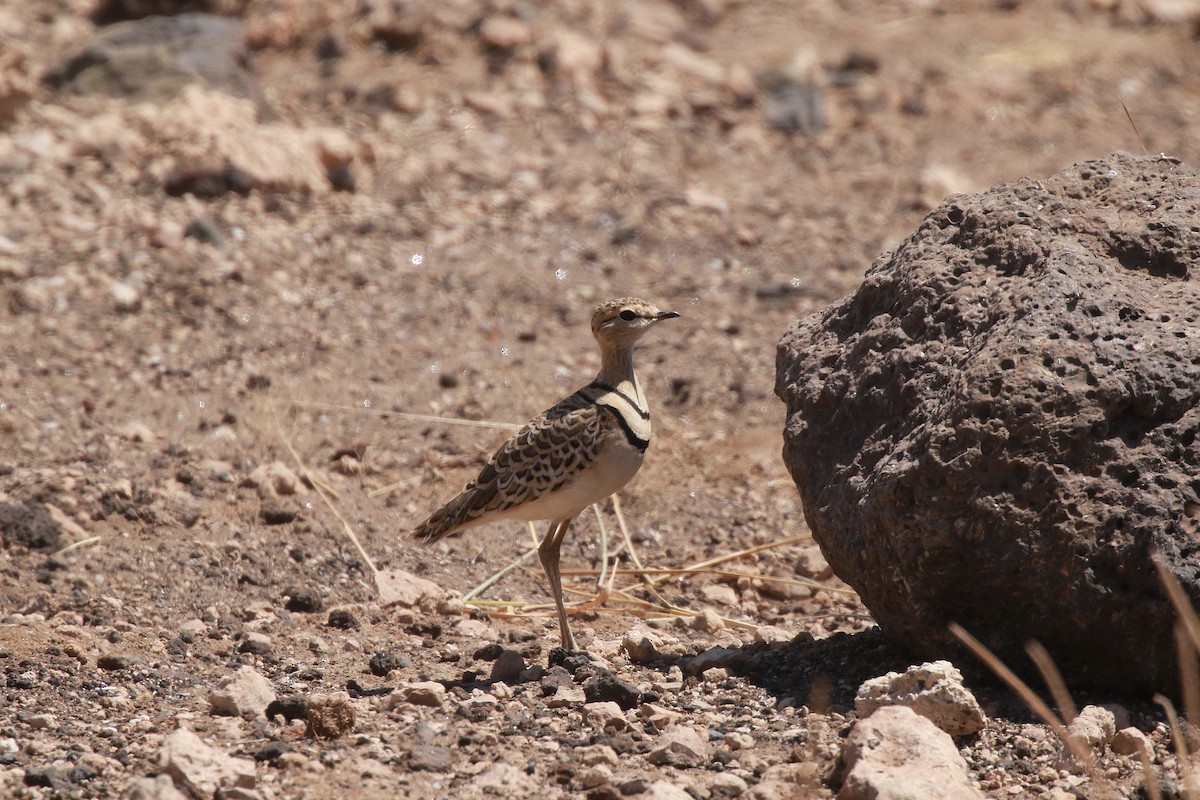 Double-banded Courser - ML617821410