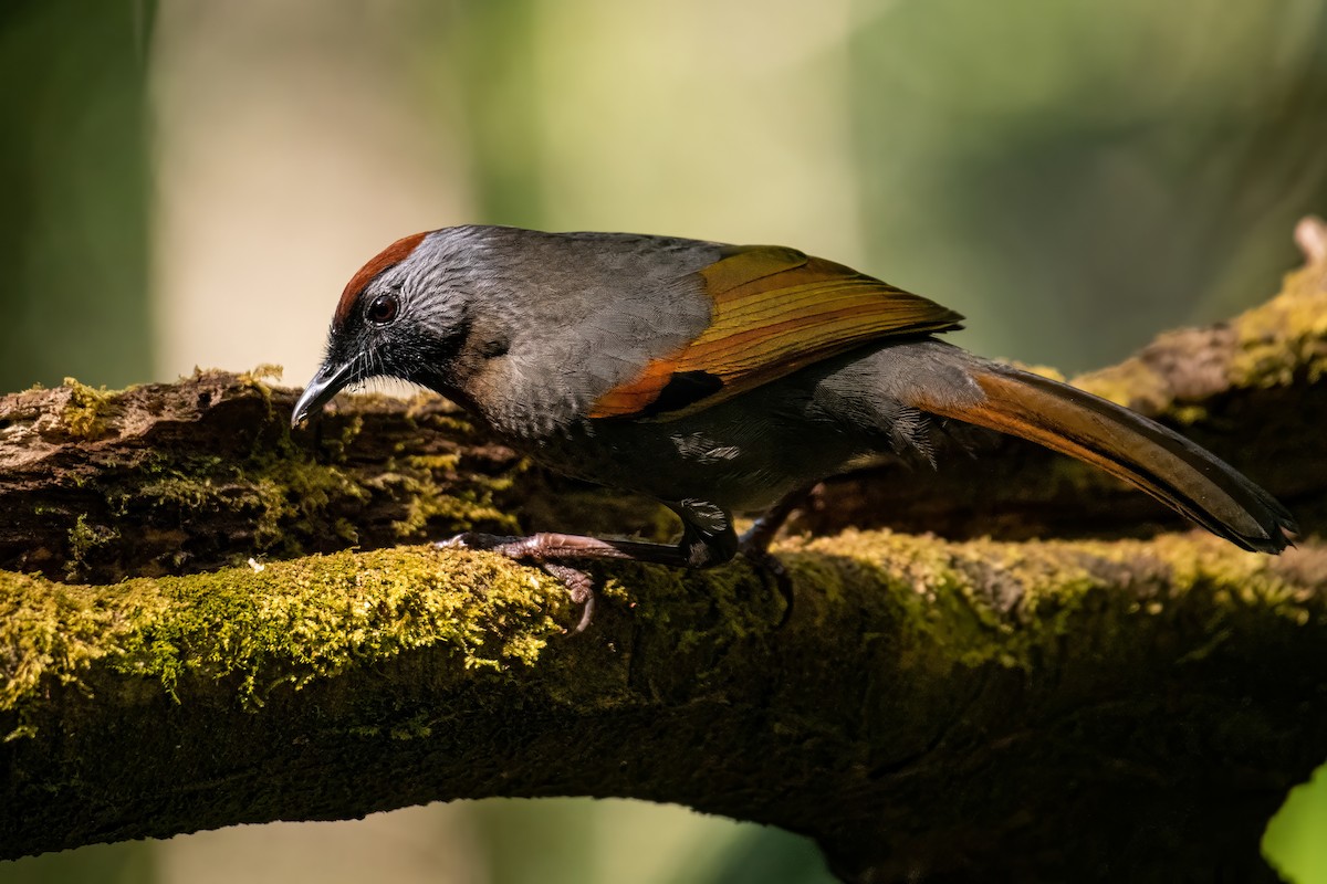 Silver-eared Laughingthrush - Dominic More O’Ferrall
