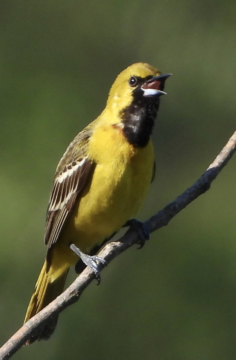 Orchard Oriole - ML617821426