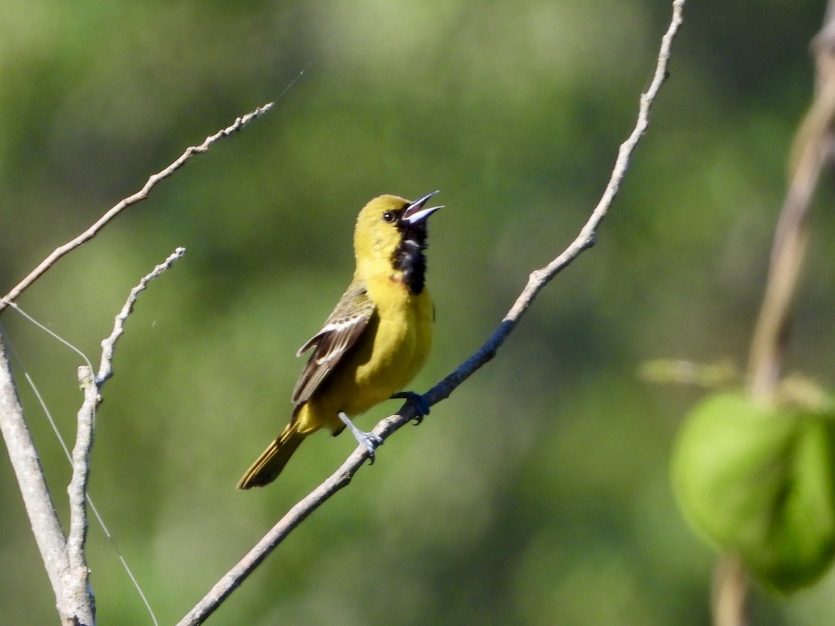 Orchard Oriole - ML617821427