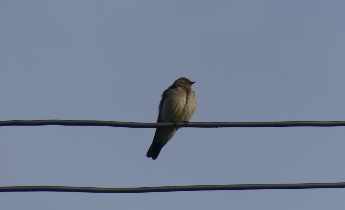 Brown-bellied Swallow - ML617821435