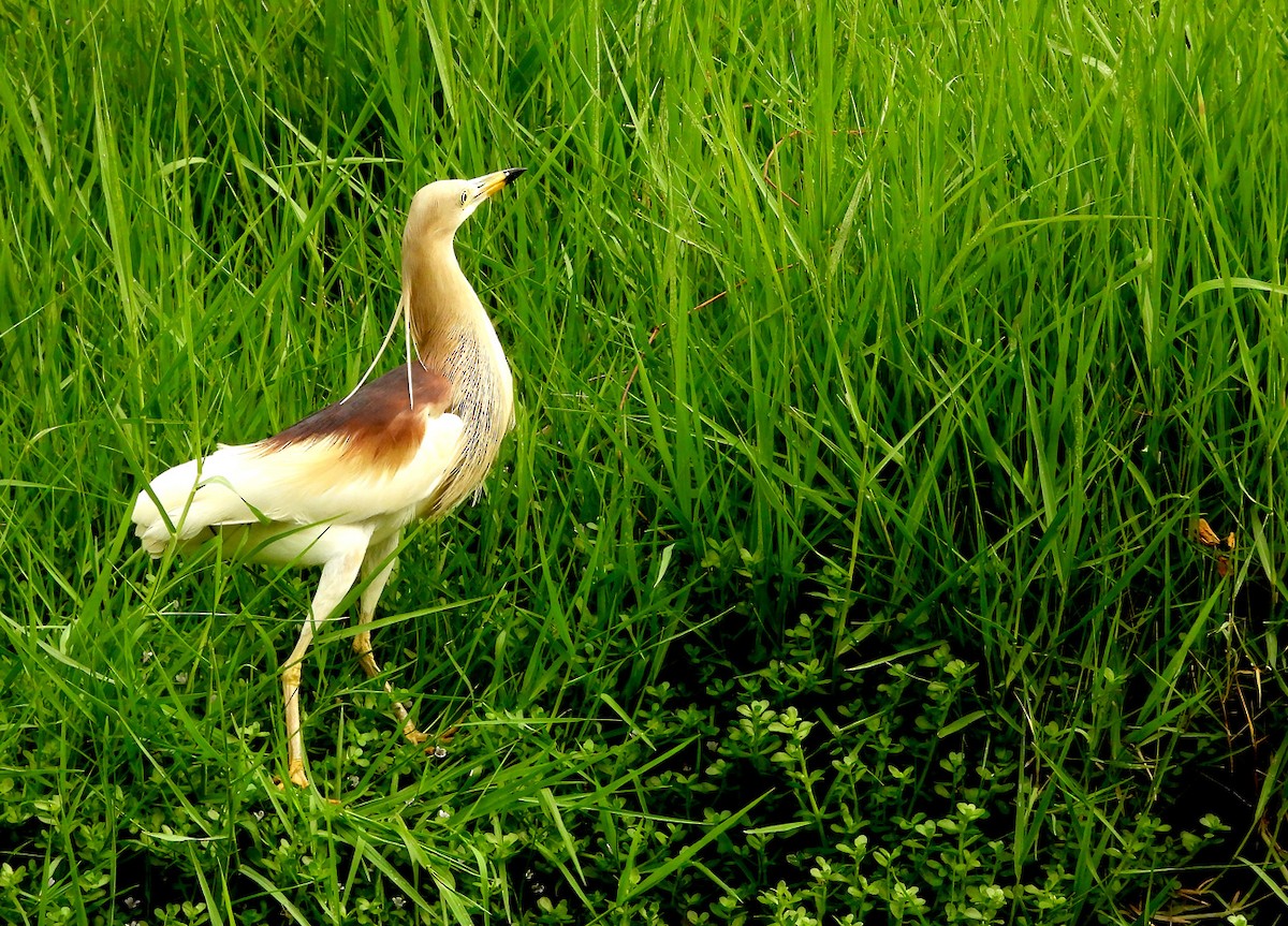 Indian Pond-Heron - Uthai Treesucon