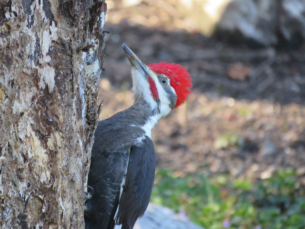 Pileated Woodpecker - ML617821449