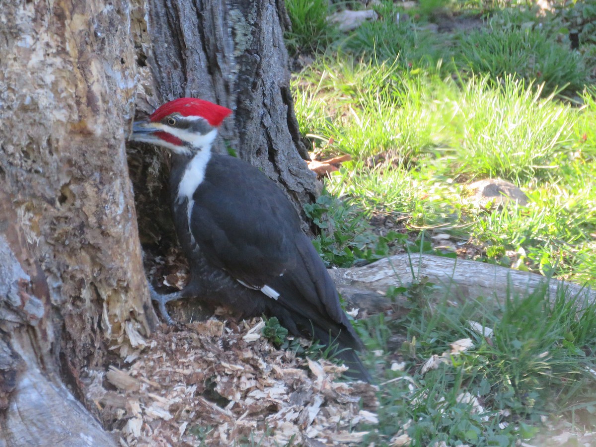 Pileated Woodpecker - ML617821450