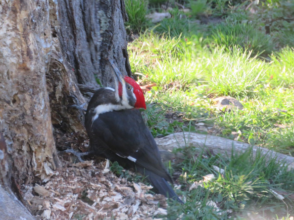 Pileated Woodpecker - ML617821451