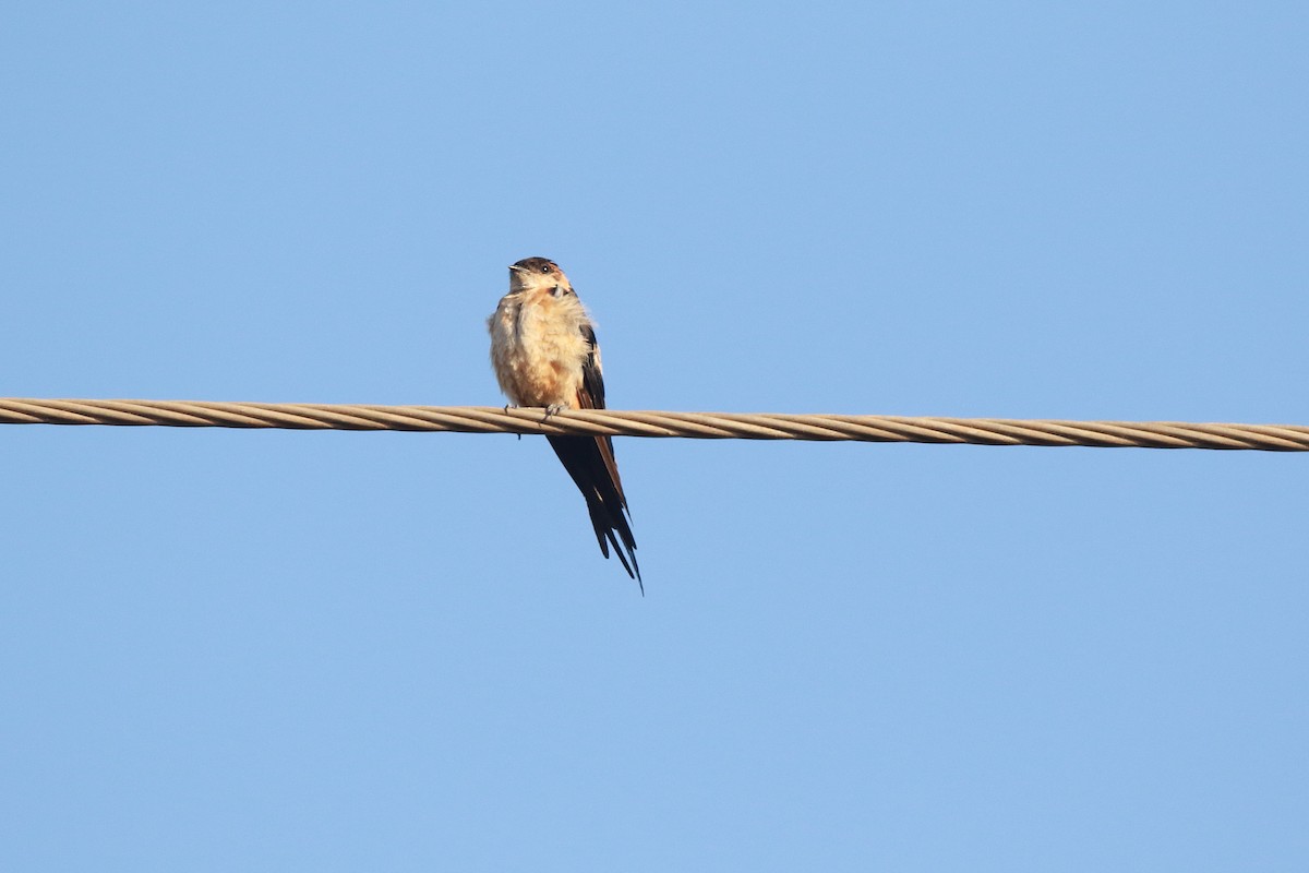 Red-rumped Swallow - ML617821452