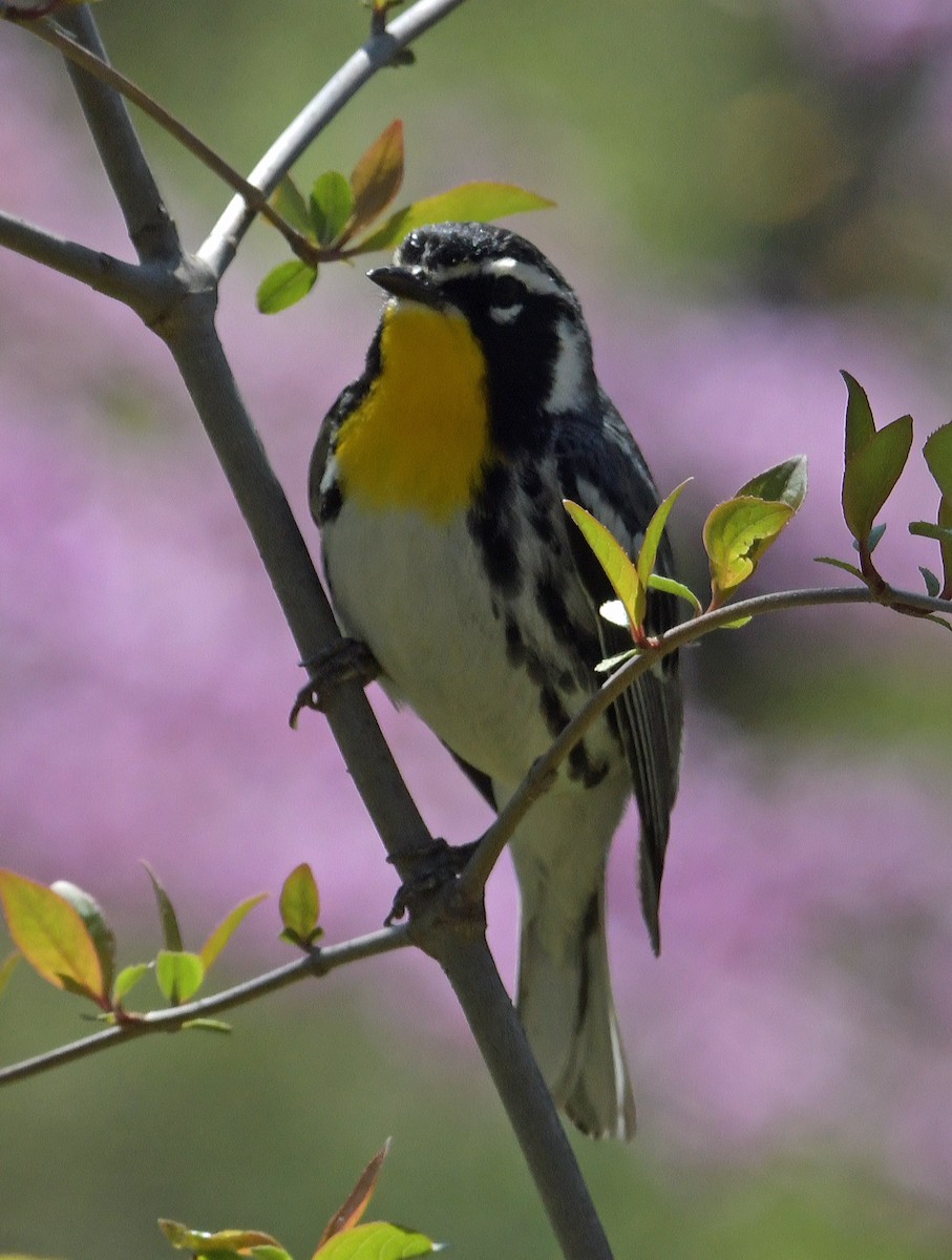 Yellow-throated Warbler - Connie Galey