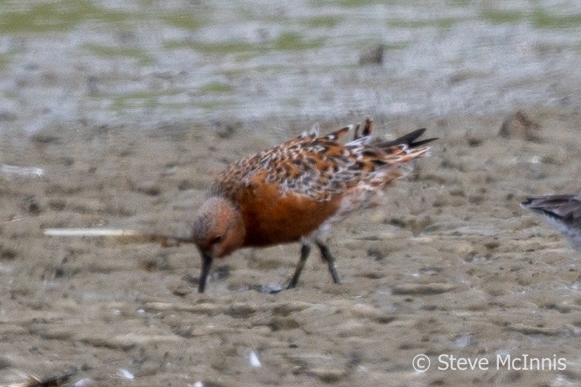 Red Knot - ML617821529