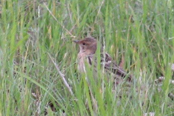 Red-throated Pipit - ML617821531