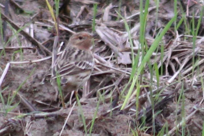 Red-throated Pipit - ML617821532
