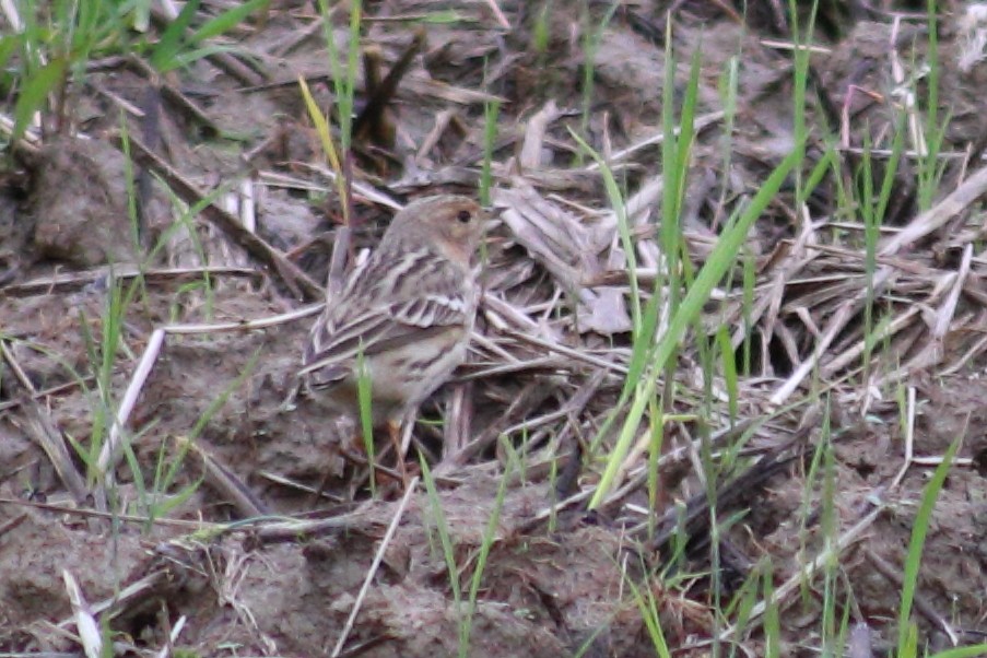 Red-throated Pipit - ML617821534