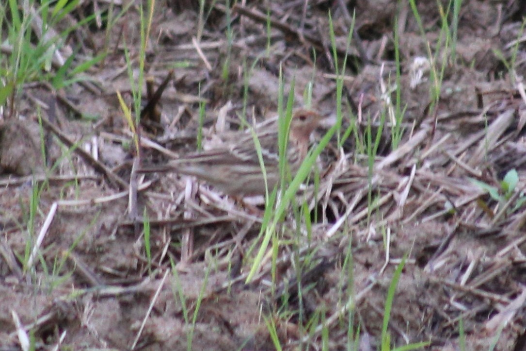 Red-throated Pipit - ML617821535