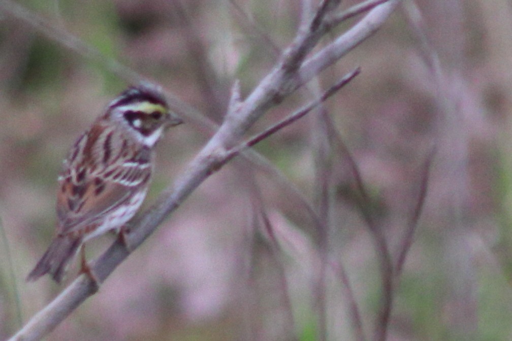 Yellow-browed Bunting - ML617821542