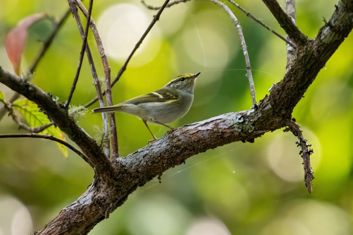 Pallas's Leaf Warbler - Dominic More O’Ferrall