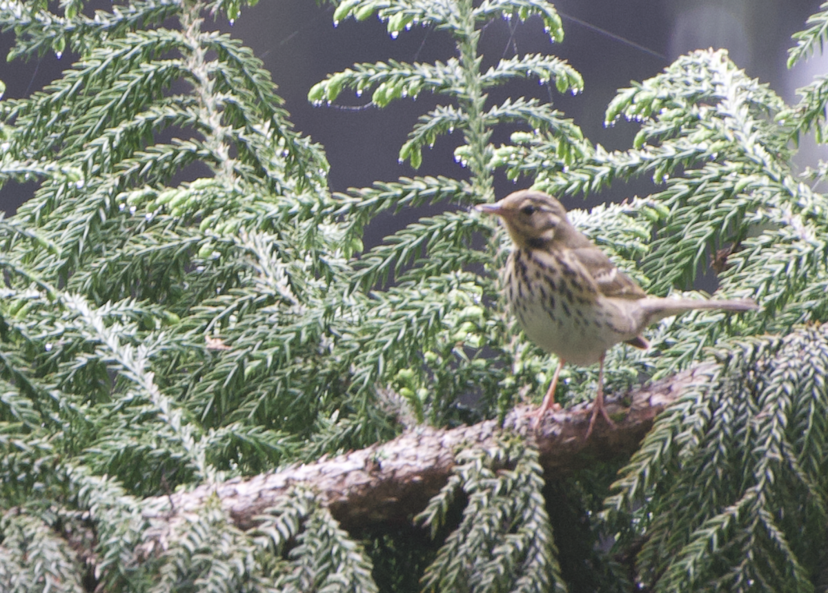Olive-backed Pipit - ML617821575