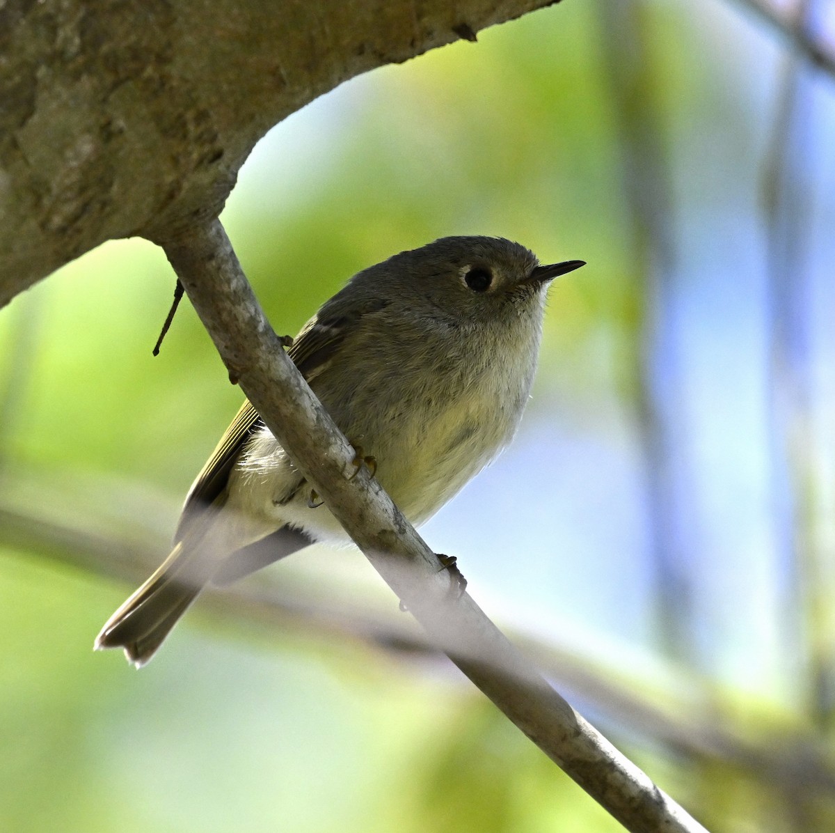 Ruby-crowned Kinglet - Eric Titcomb