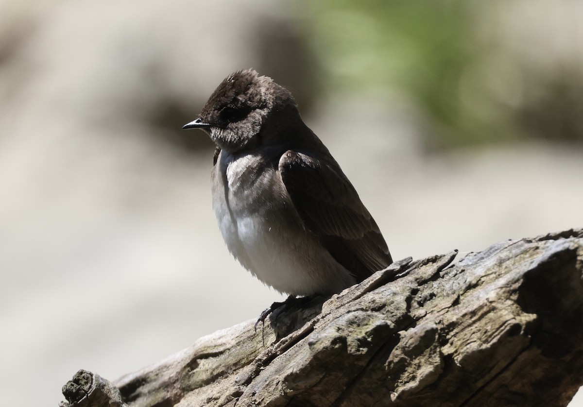Northern Rough-winged Swallow - ML617821662