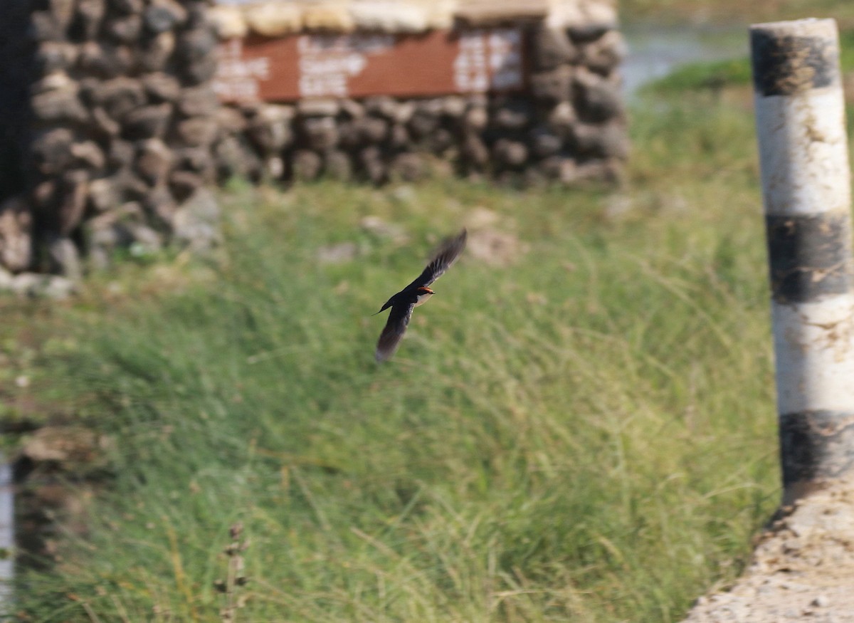 Wire-tailed Swallow - Neil Osborne