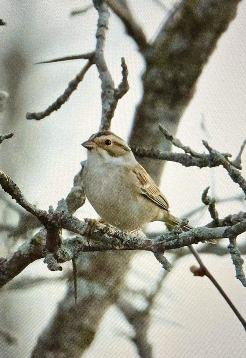 Clay-colored Sparrow - Colette and Kris Jungbluth