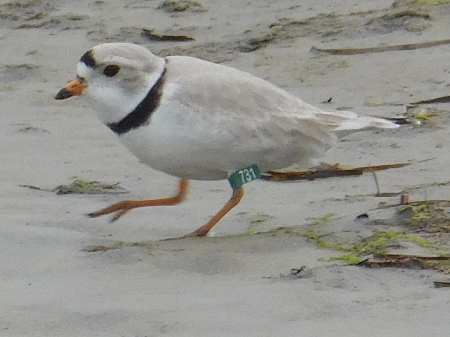 Piping Plover - ML617821720