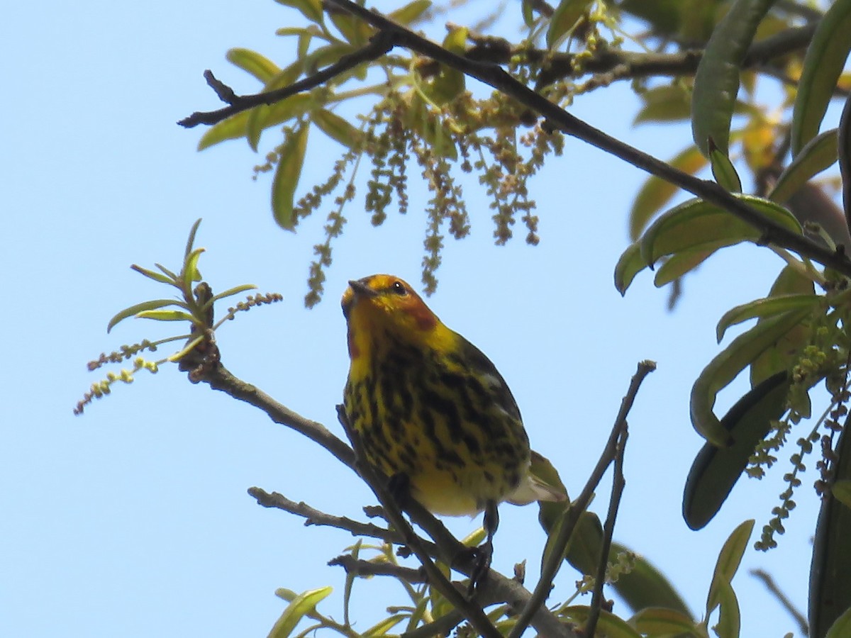 Cape May Warbler - ML617821755