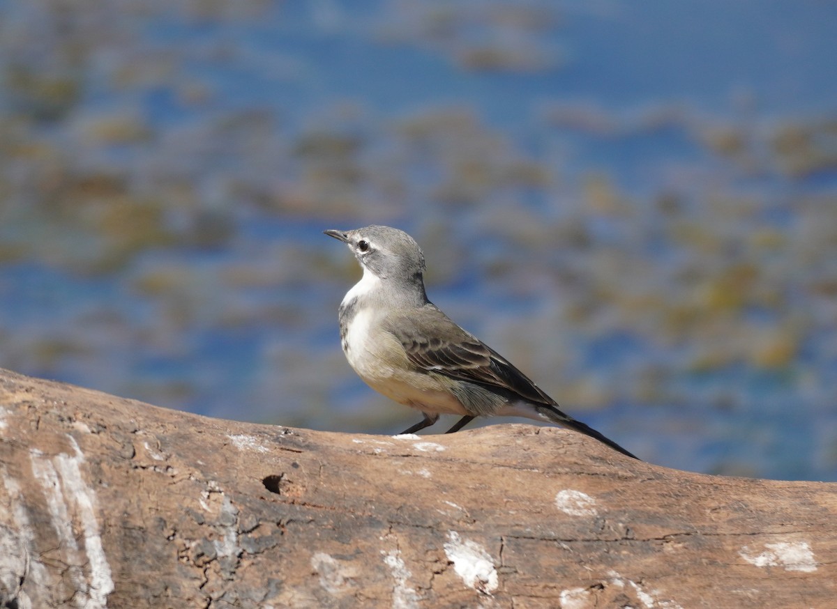 Cape Wagtail - ML617821813