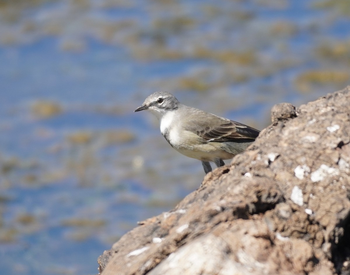 Cape Wagtail - Sarah Foote